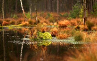 Umweltschutz – aber mit Humor